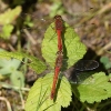 J16_2553 Sympetrum sanguineum tandem